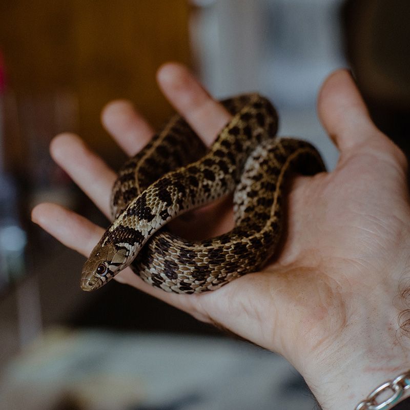 Holding a pet garter snake — Bayonne, NJ — ANIMAL CLINIC OF BAYONNE