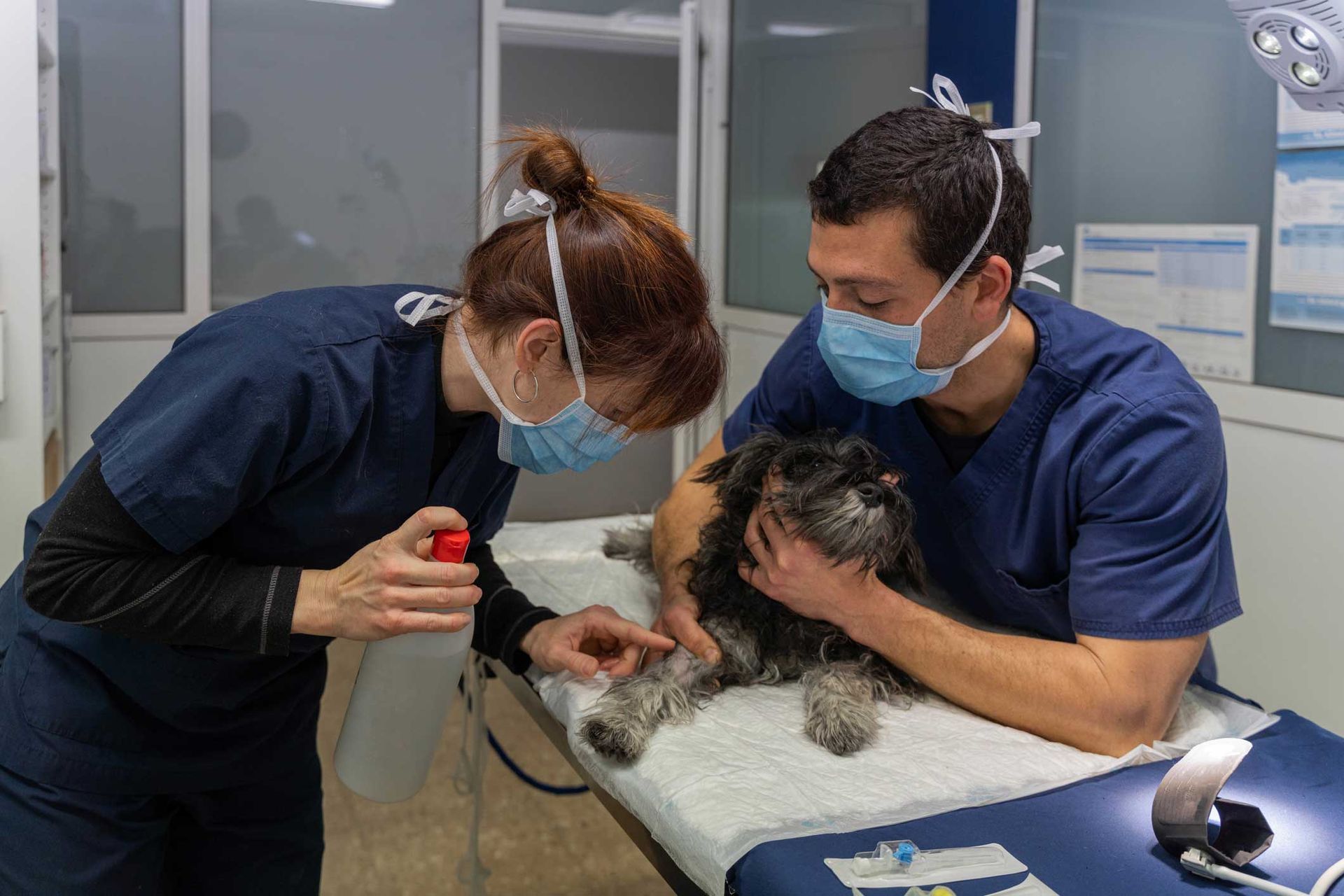 Two veterinarians with a dog on the stretcher — Bayonne, NJ — ANIMAL CLINIC OF BAYONNE