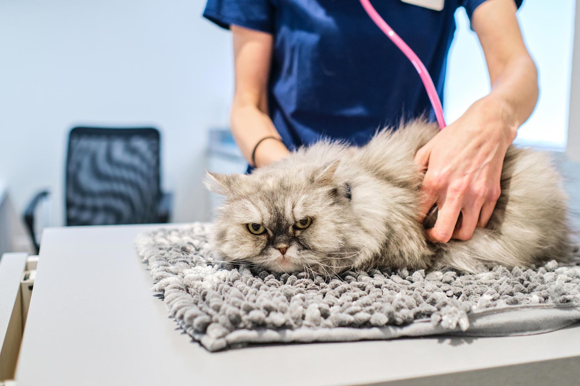 Veterinarian examining cat — Bayonne, NJ — ANIMAL CLINIC OF BAYONNE