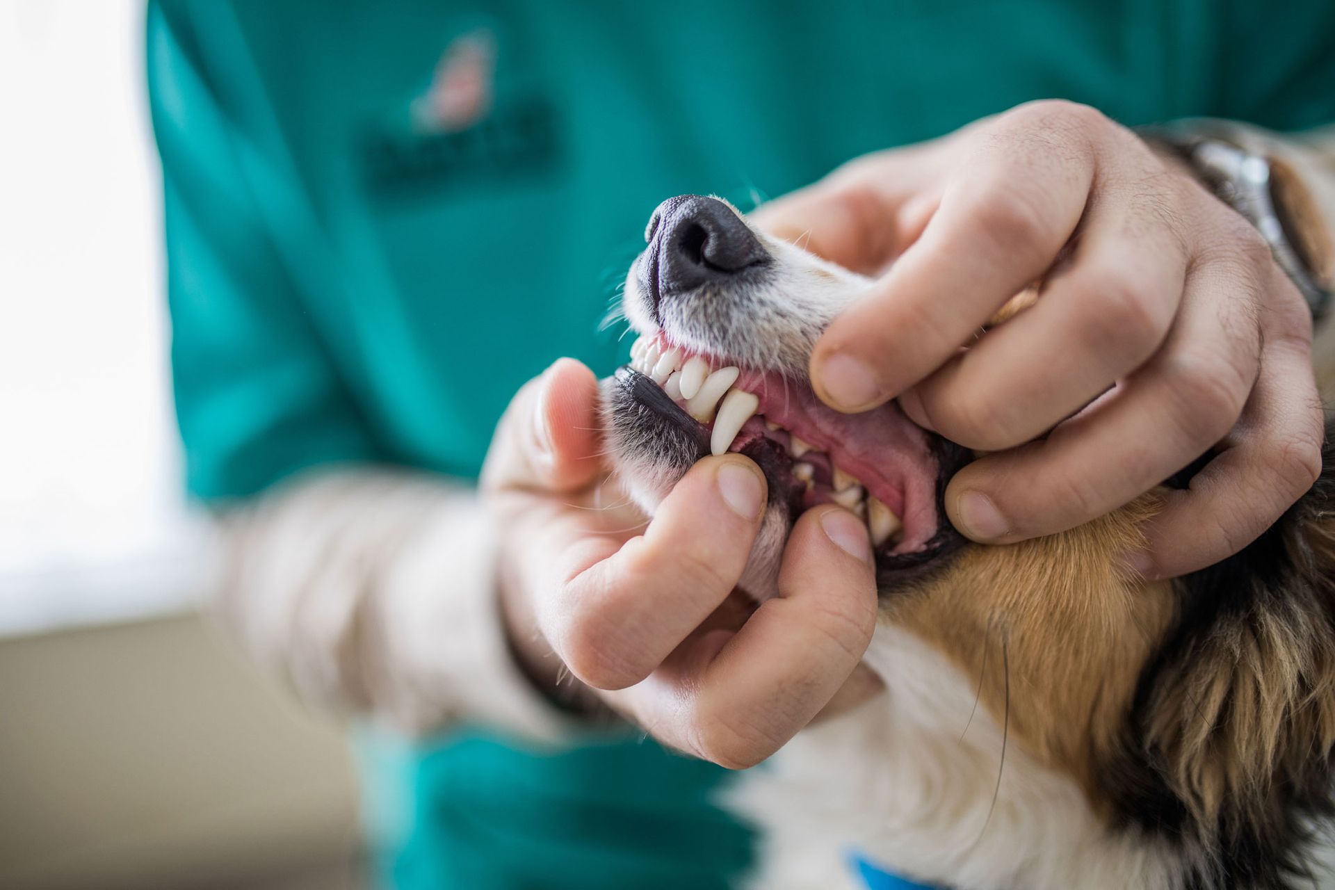 Close up of examining dog's dental health — Bayonne, NJ — ANIMAL CLINIC OF BAYONNE