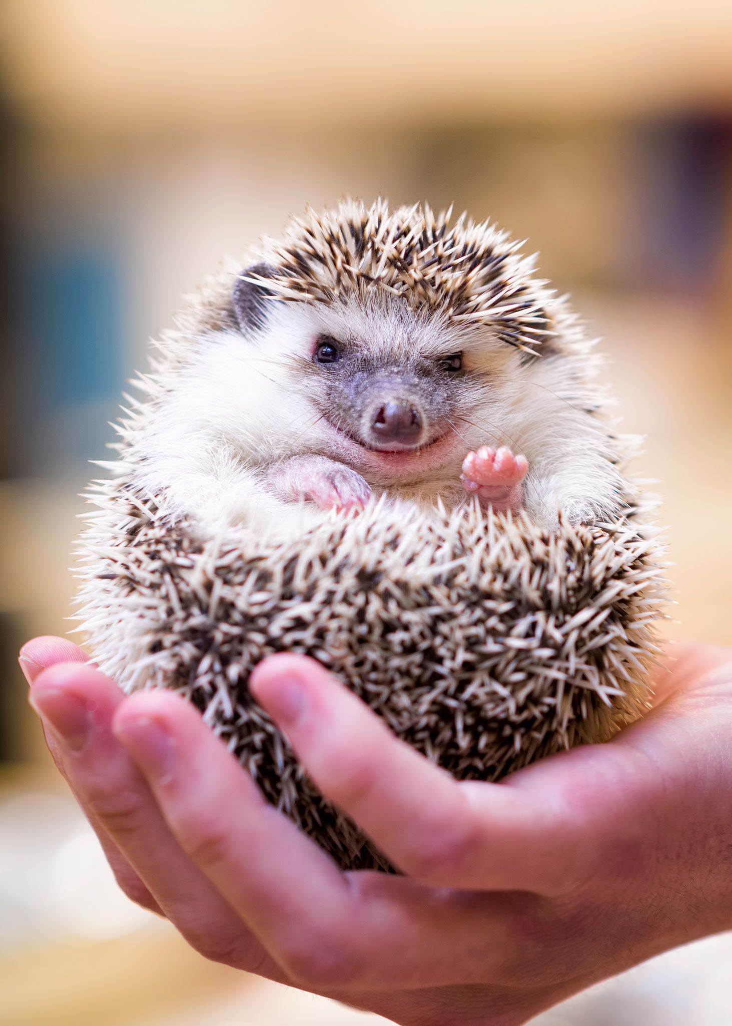 Smiling hedgehog — Bayonne, NJ — ANIMAL CLINIC OF BAYONNE