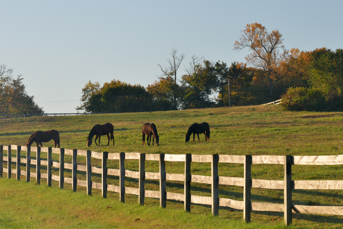 The Fencing Specialist
