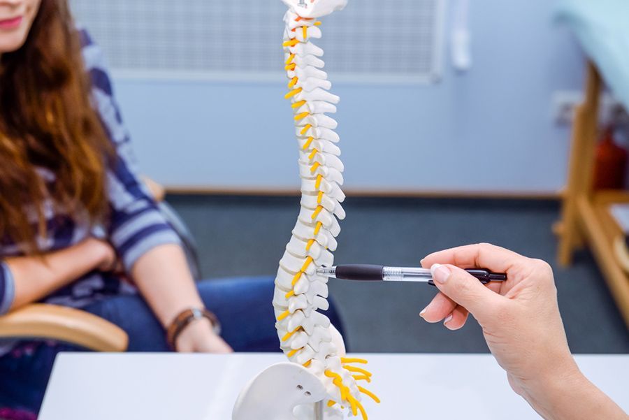 A Person is Pointing at a Model of a Spine With a Pen — Mark O'Brien Chiropractic in West End, QLD