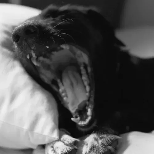 A Black and White Photo of a Dog Yawning on a Pillow — Mark O'Brien Chiropractic in West End, QLD