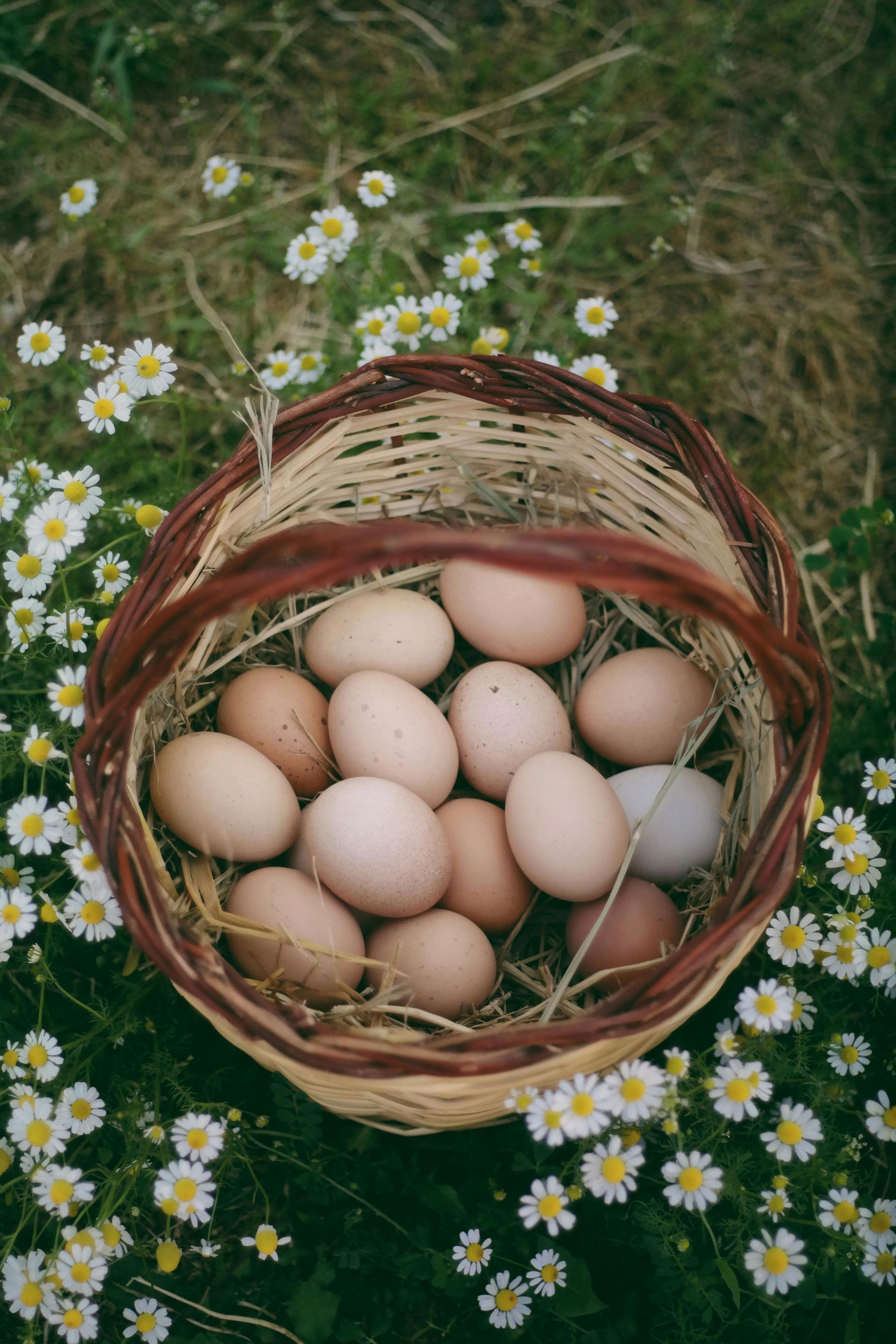 Wicker basket filled with fresh farm eggs, set in a field of green grass and small white flowers.