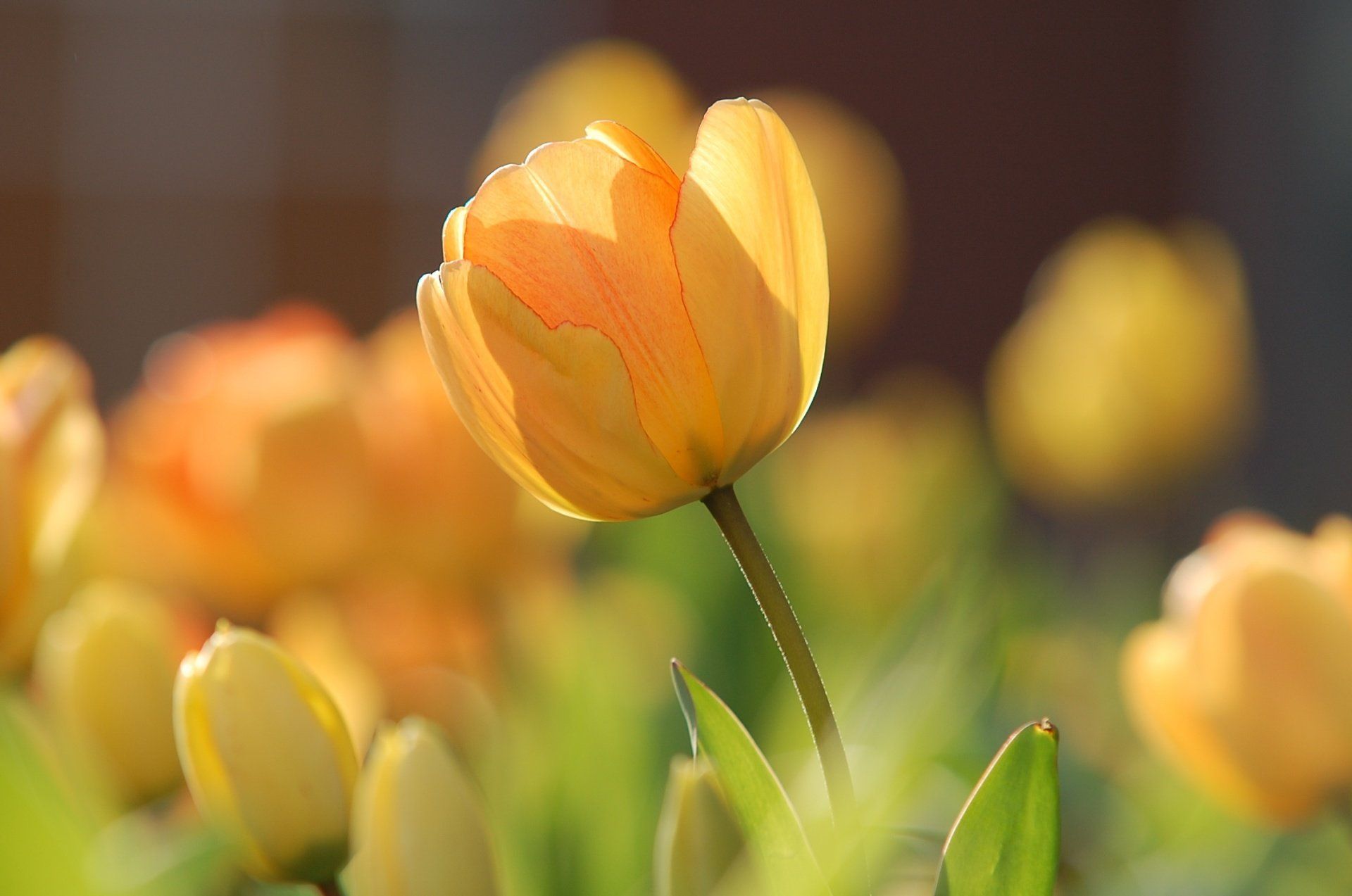 Plis Funeral Home, Inc. | Marcellus, NY