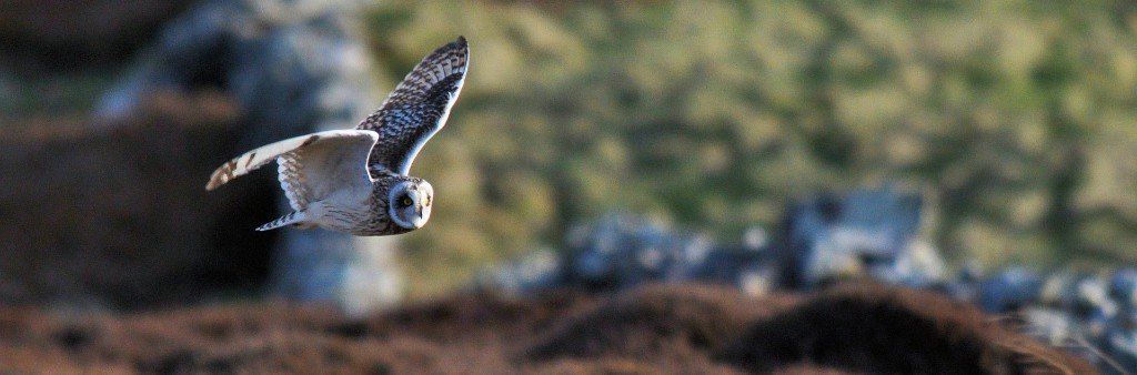 The Taversoe's address on map