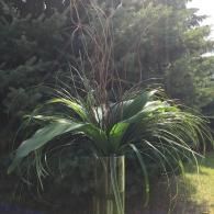 Tall green leafy plant in a vase, outdoors against dark trees and grass.