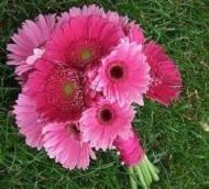 Pink gerbera daisies arranged in a bouquet on green grass