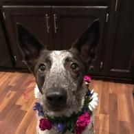 Dog wearing a colorful flower lei, looking at the camera in a kitchen