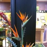 Orange bird-of-paradise flowers against a dark pillar in a brightly lit indoor lobby