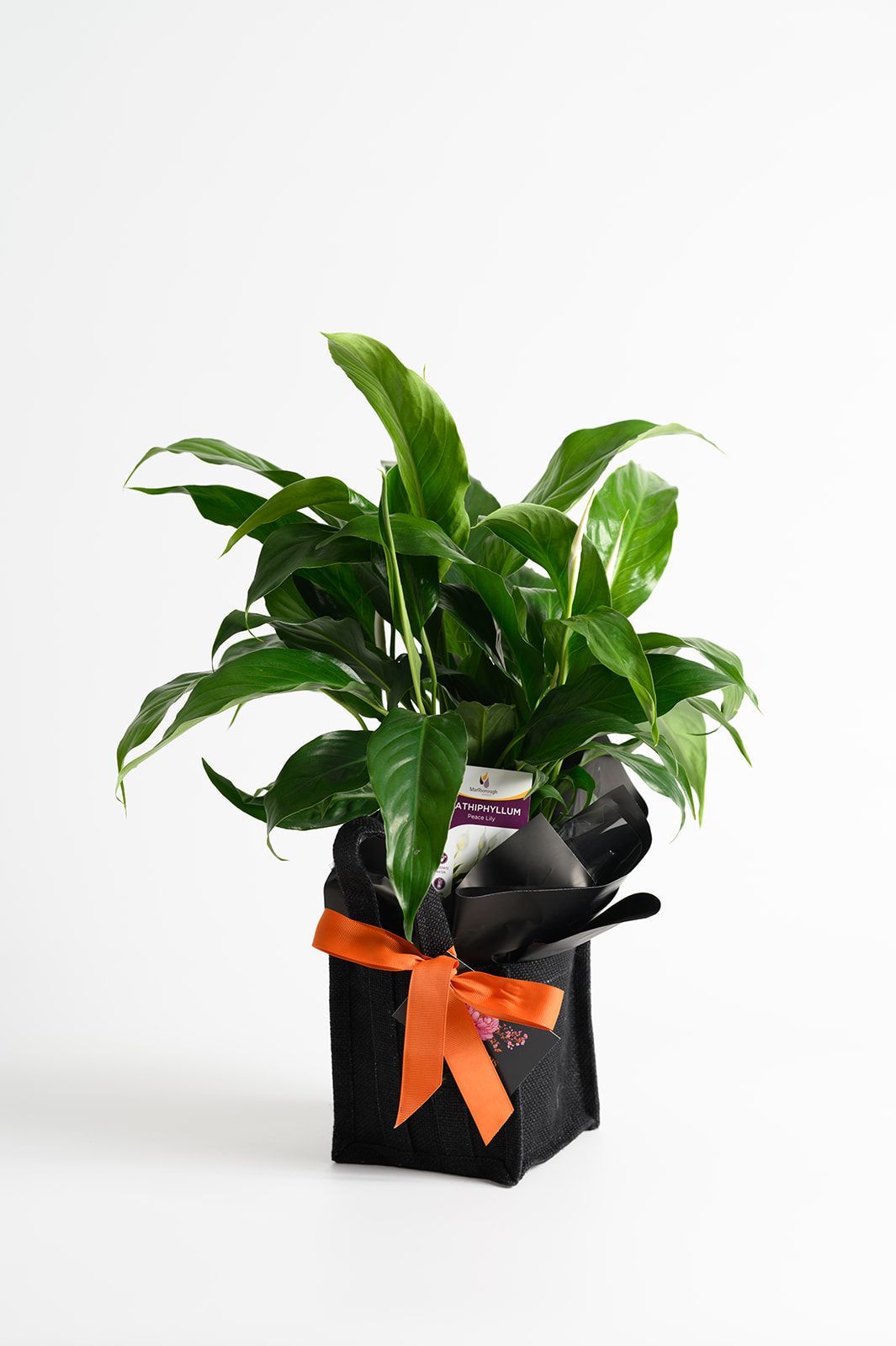 Peace lily plant in a black pot wrapped with an orange bow, against a white backdrop.