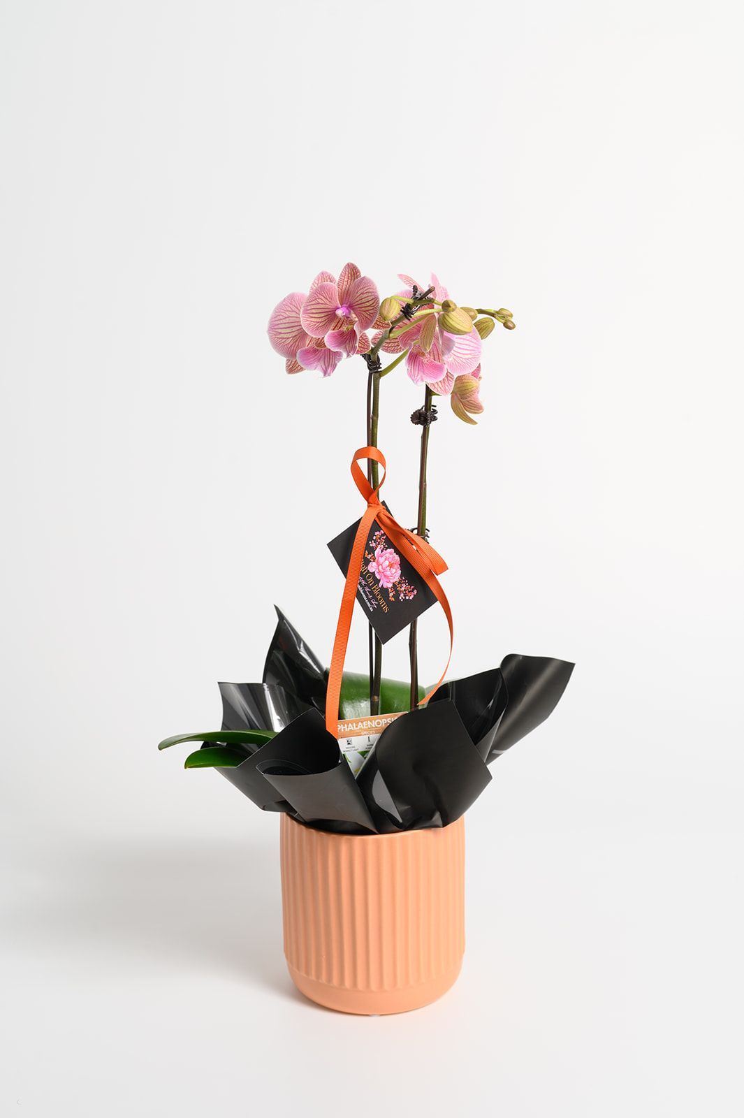 Pink orchid plant in peach pot, black wrapping, with a tag and ribbon.