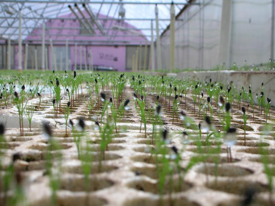 growing plants in nursery