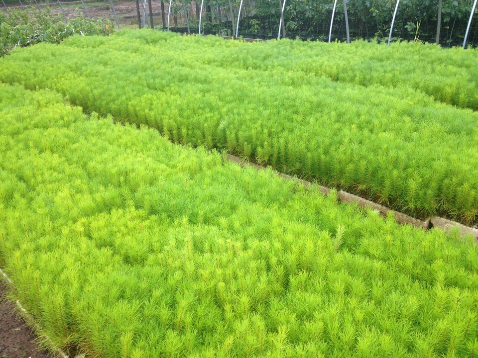 plant nursery