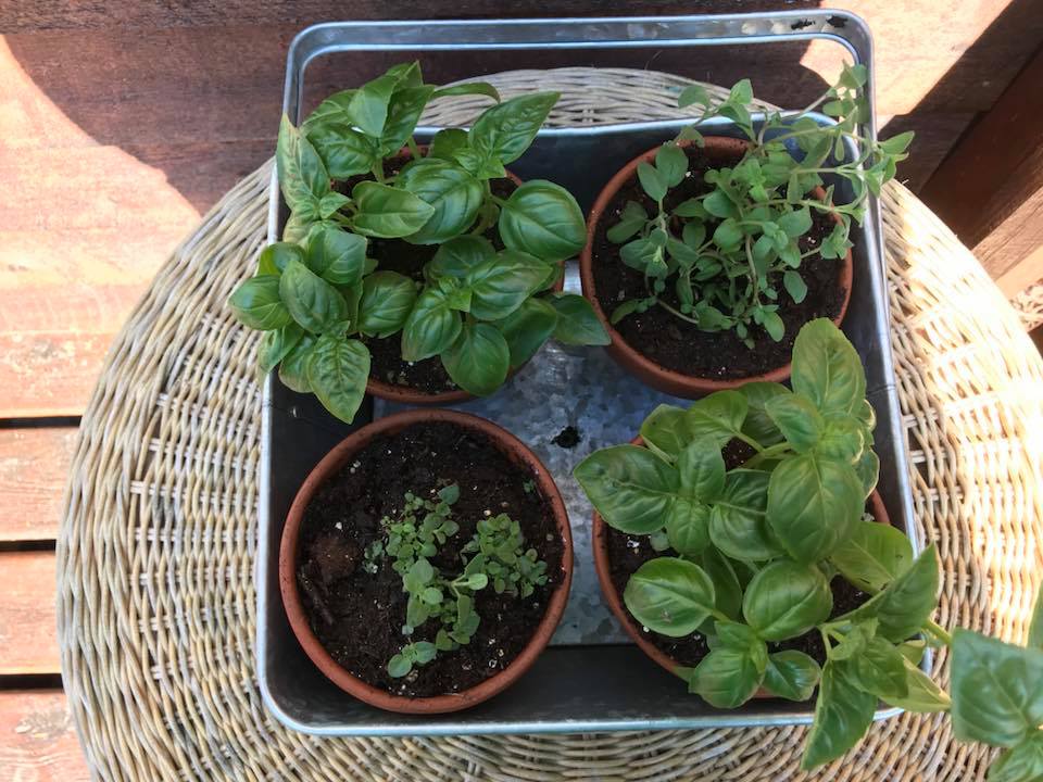 potted herbs