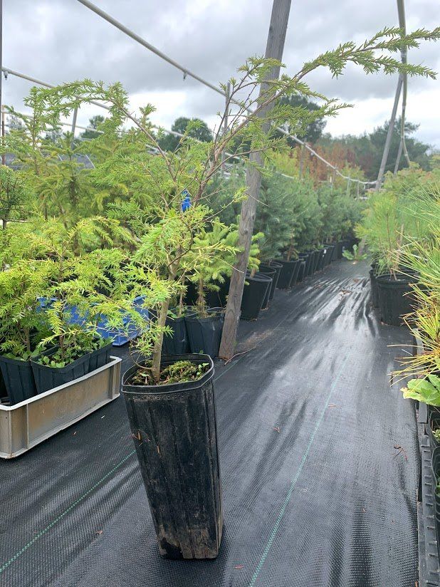 nursery