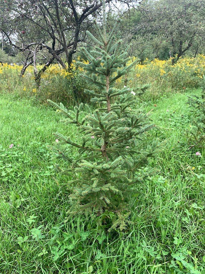 Conifers