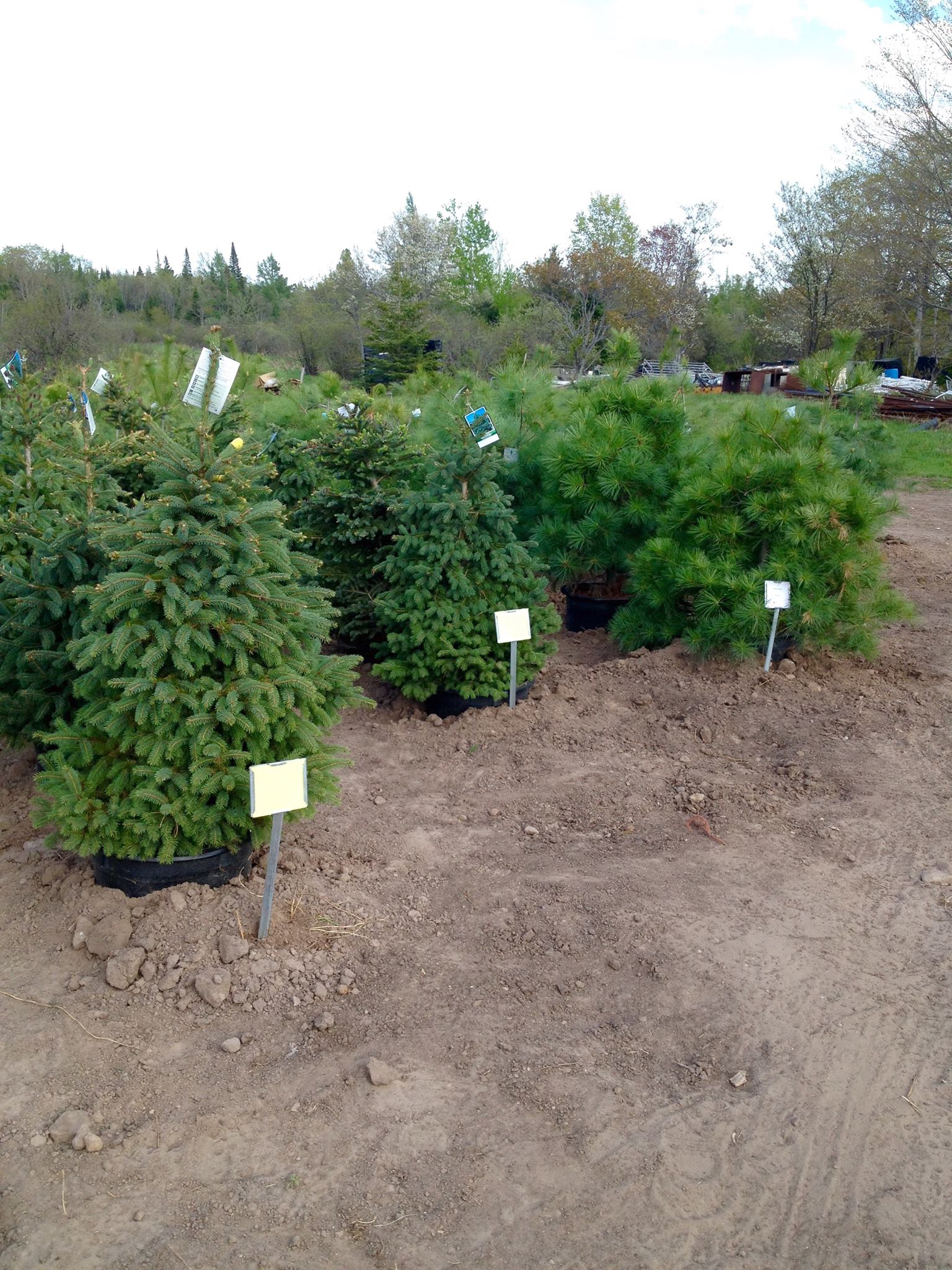 Potted Trees