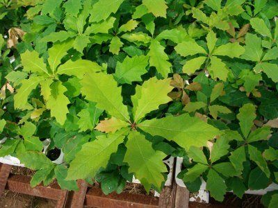 Deciduous