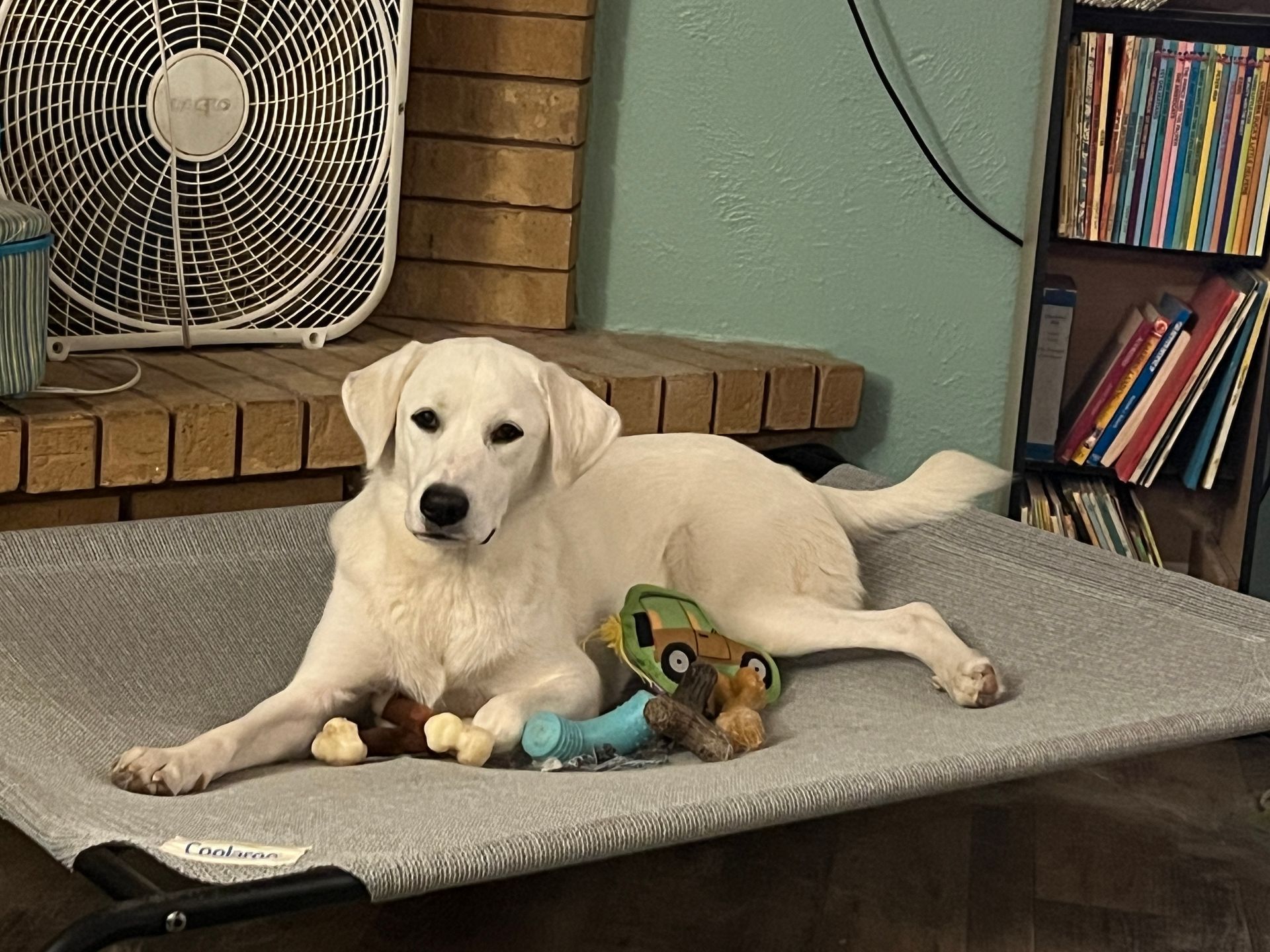 White puppy, Mia, Great Pyrenees/Labrador