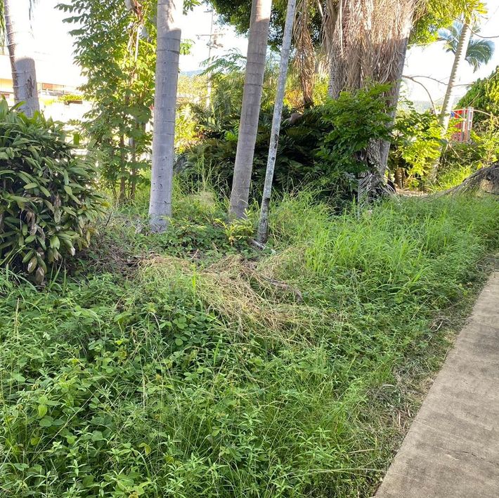 Weeding - Gardener in Heatley, QLD