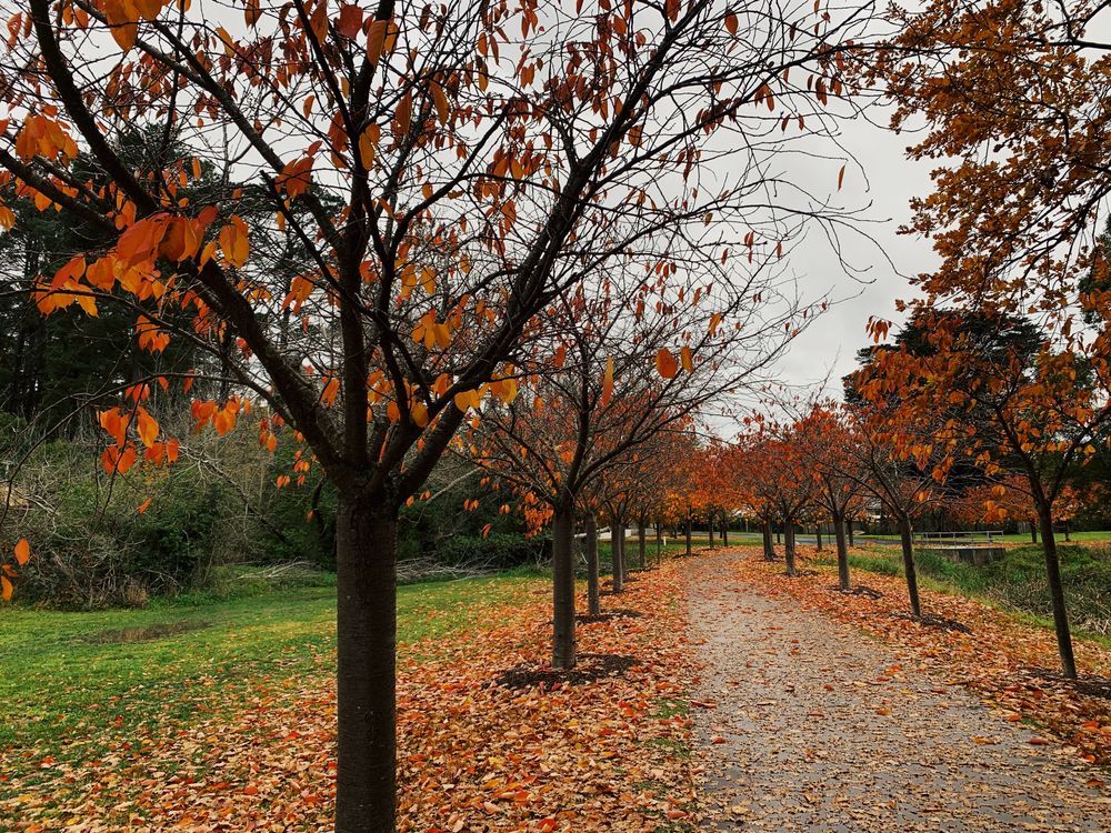 A Path Lined With Trees With Leaves On The Ground — Affordable Underpinning Solutions In Bowral, NSW