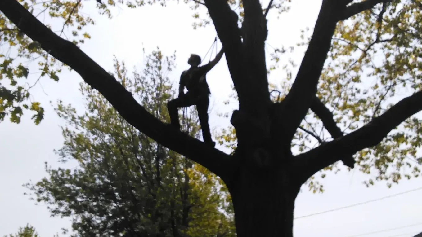 Arborist atop a tree trunk, sawing off a limb. Wearing safety gear. Blue sky.