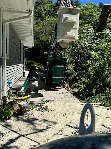 Tree service truck with bucket cutting a tree next to a house. Green truck, blue sky.