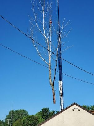 Crane lifting a tall, bare tree near power lines and a building against a blue sky.