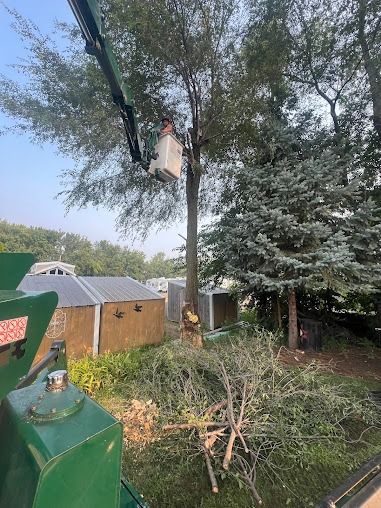 A tree trimming service is using a lift to prune a tree in a residential backyard; green equipment, tree branches on the ground.