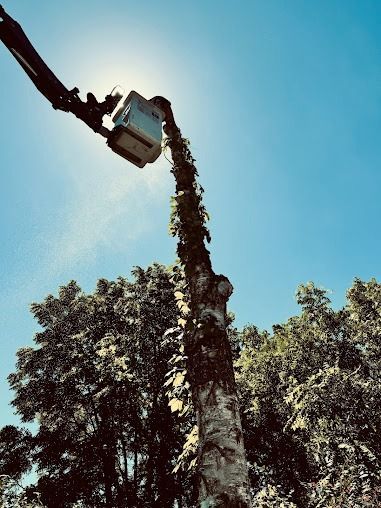 Tree trimmer in a bucket lift trimming a tree against a bright blue sky.