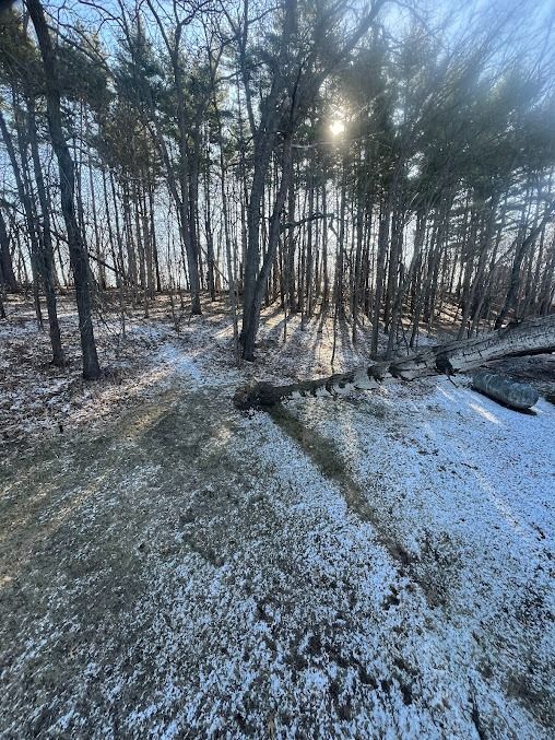 Snowy yard with path leading into a sunlit forest. Trees cast long shadows; sun shines through the branches.