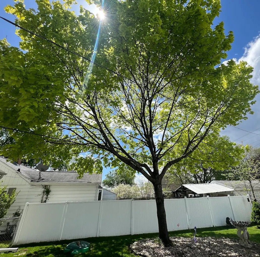 A person cutting a tree branch with a teal and black chainsaw, wearing yellow gloves, outdoors.
