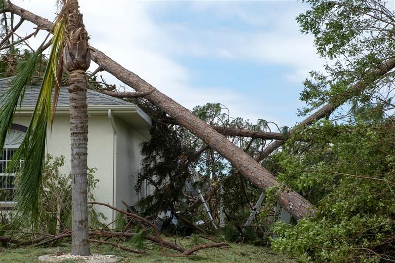 Fallen tree branches on a house after a storm, with a palm tree on the left.