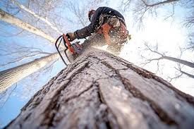 tree removal