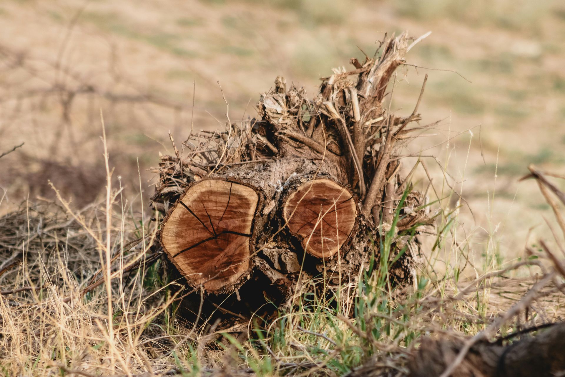 tree stump left in the groud