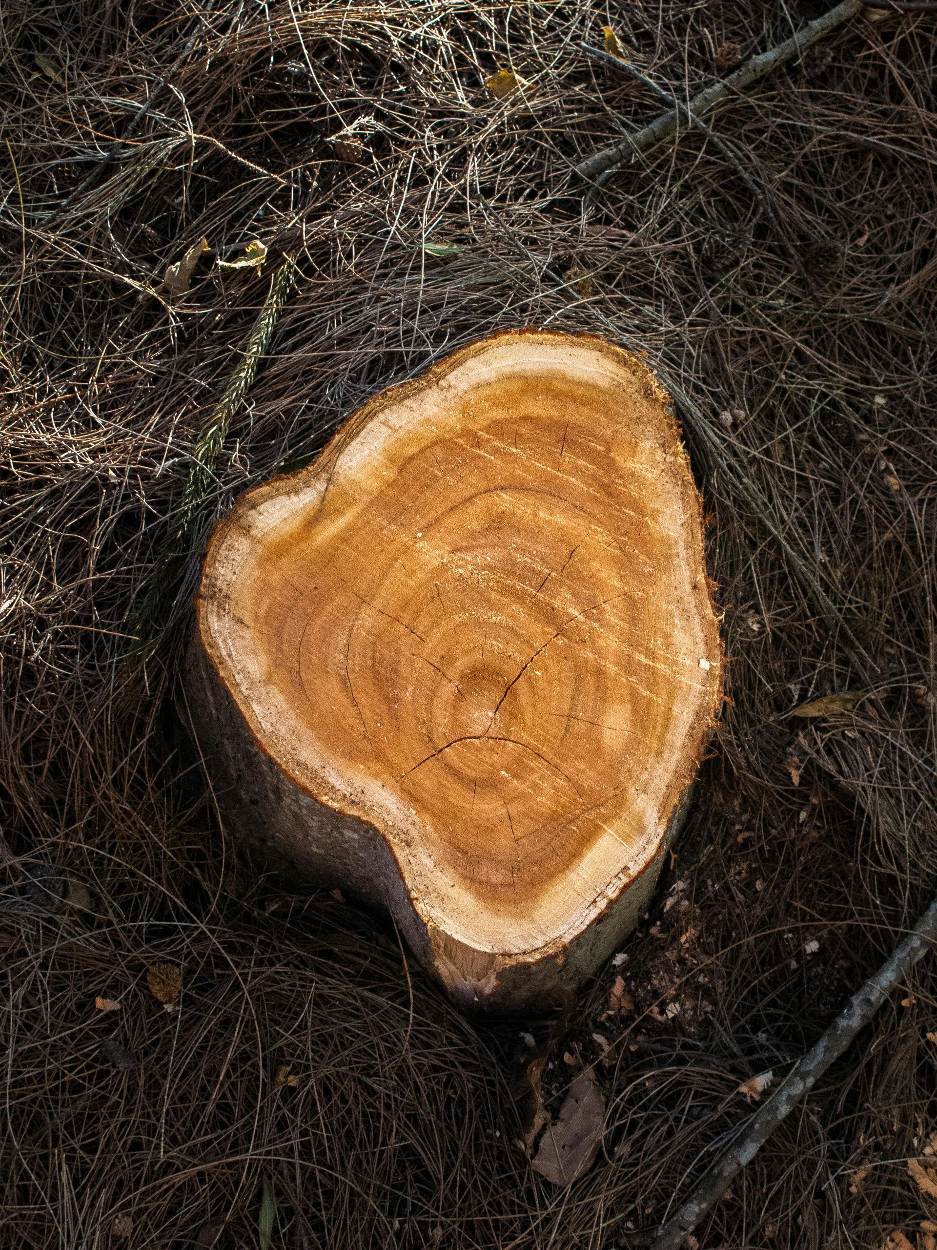 tree stump