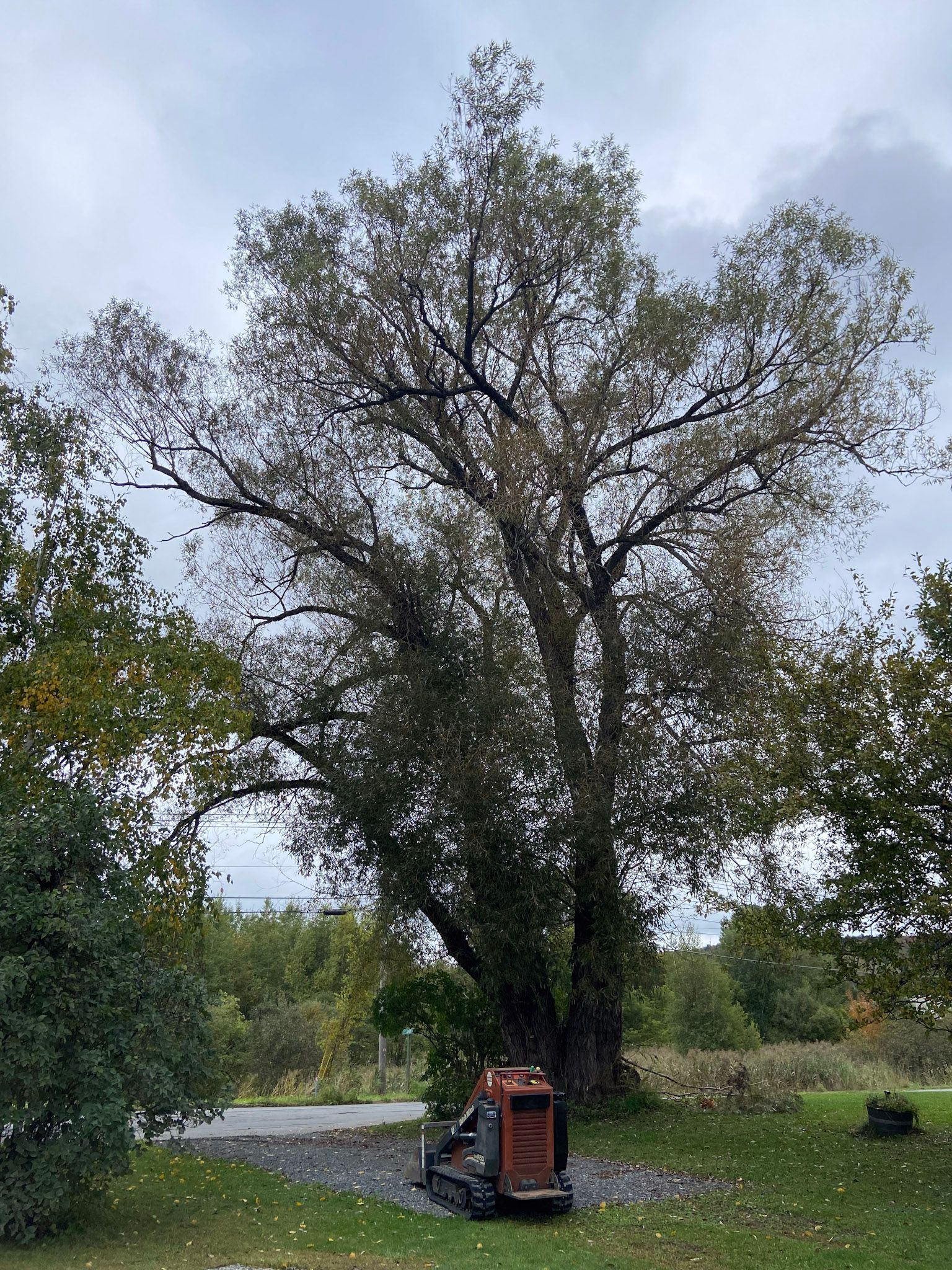 NEK Tree Workz removing a tree before a storm hits