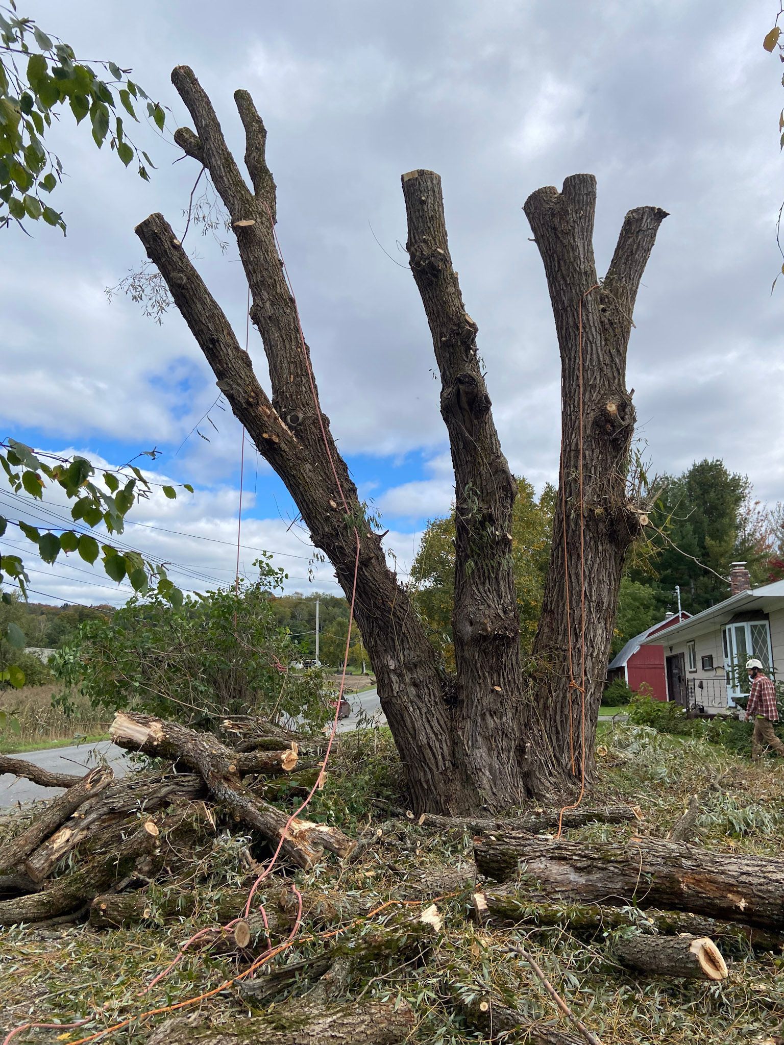NEK Tree Workz trimming and removing a dangerous tree before the next storm