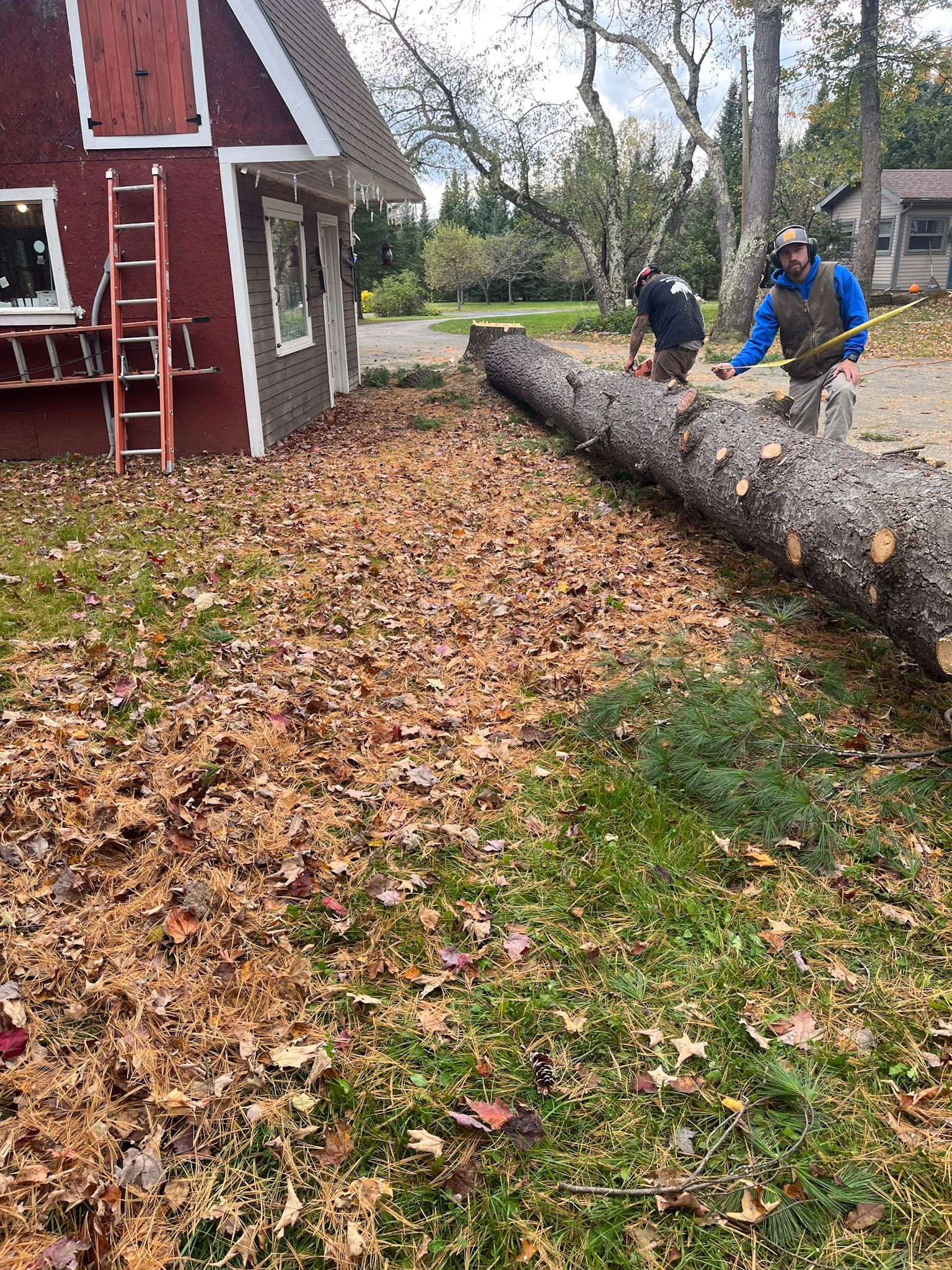 NEK Tree Workz removing a tree that was a safety concern to the homeowners