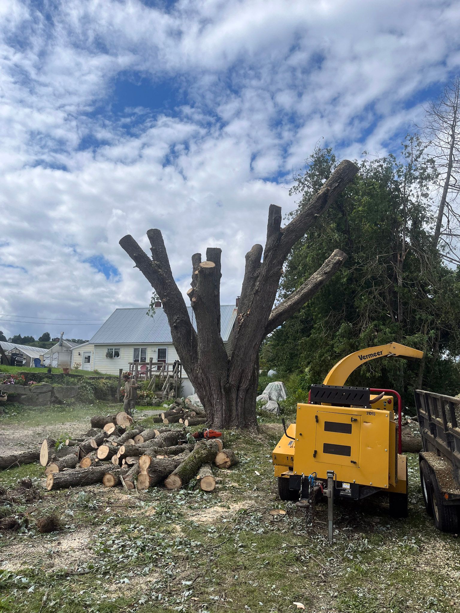 NEK Tree Workz removing a tree for safety reasons