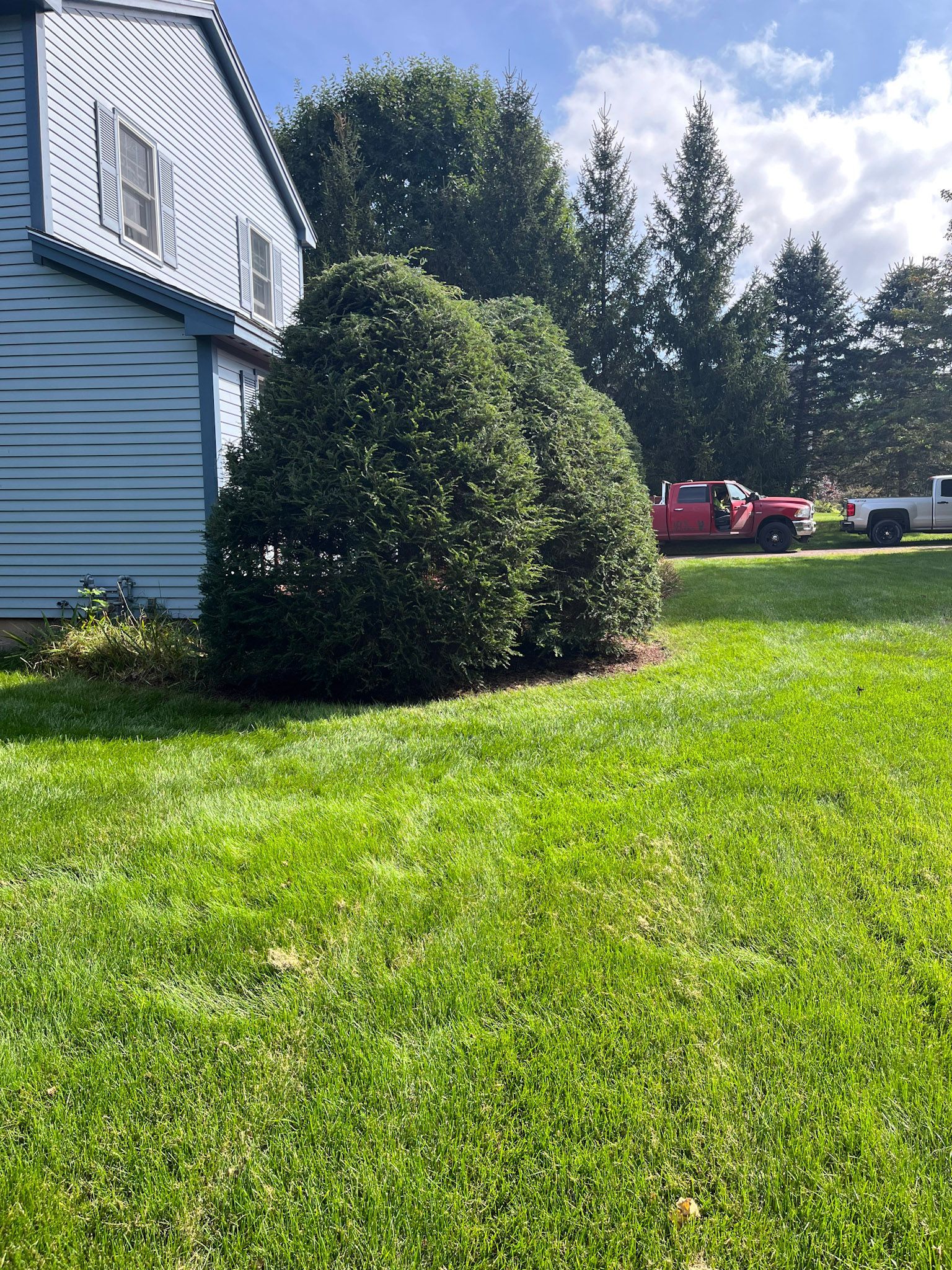 NEK Tree Workz lawn care services