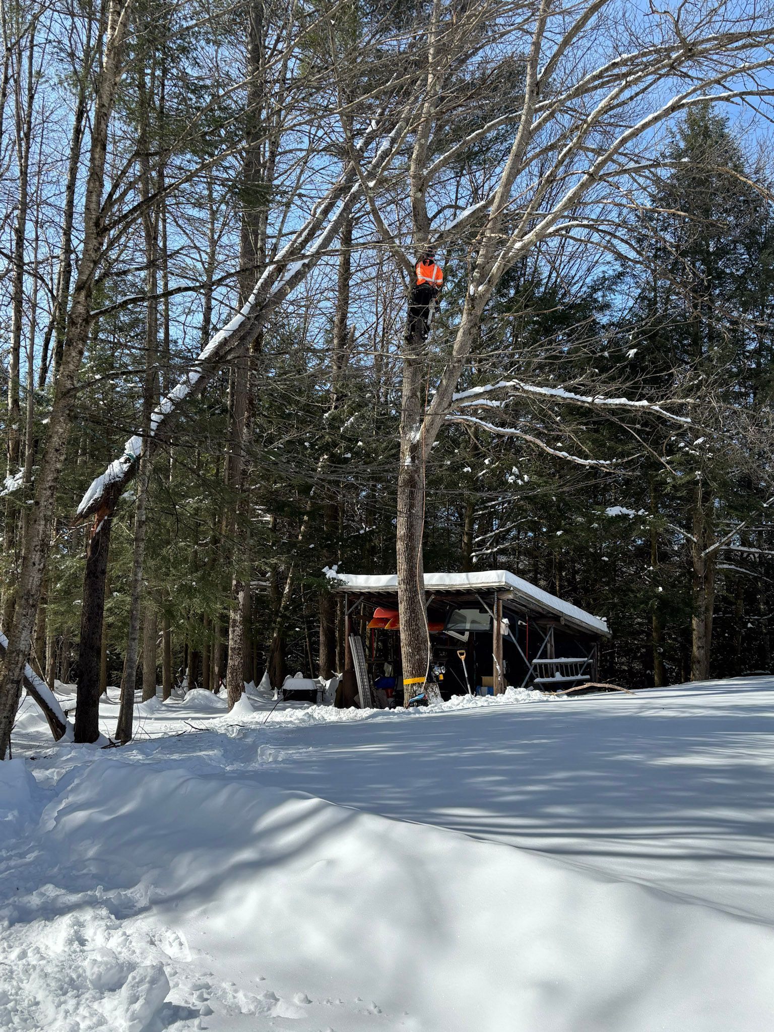 Assessing a tree that is a hazard before the next winter storm hits