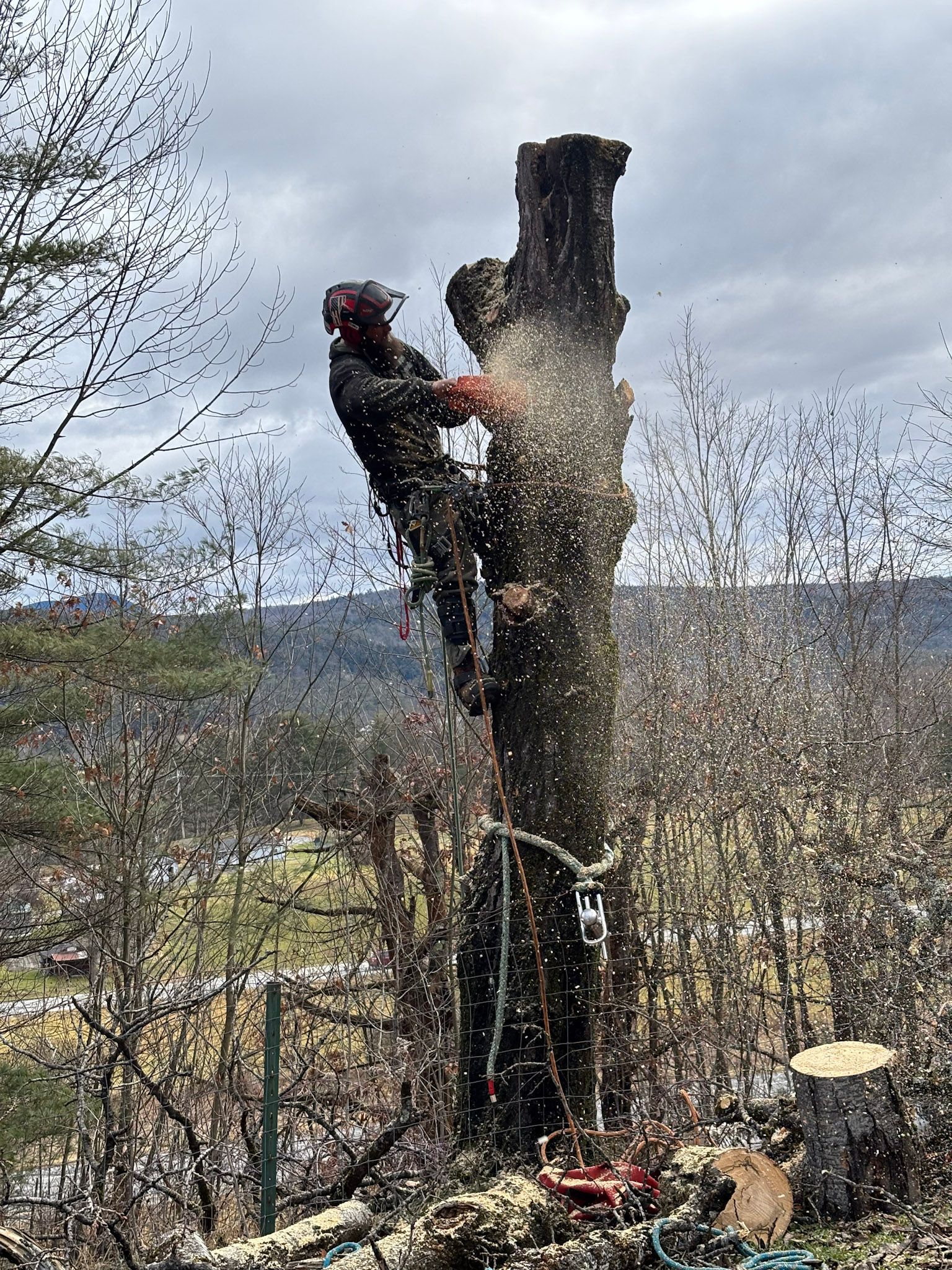 A tree being trimmed byNEK Tree Workz
