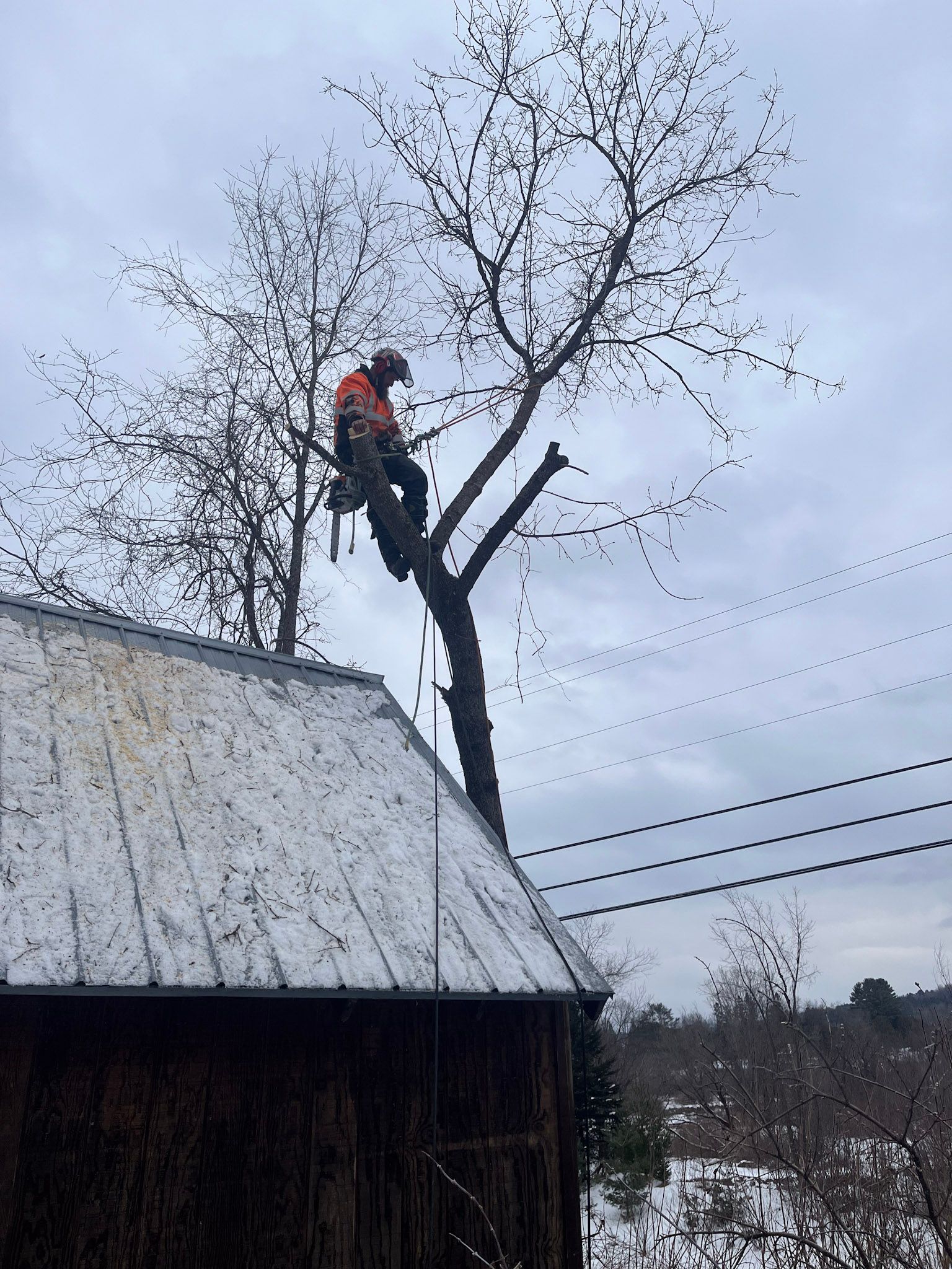 NEK Tree Workz trimming a tree that has grown to close to a building