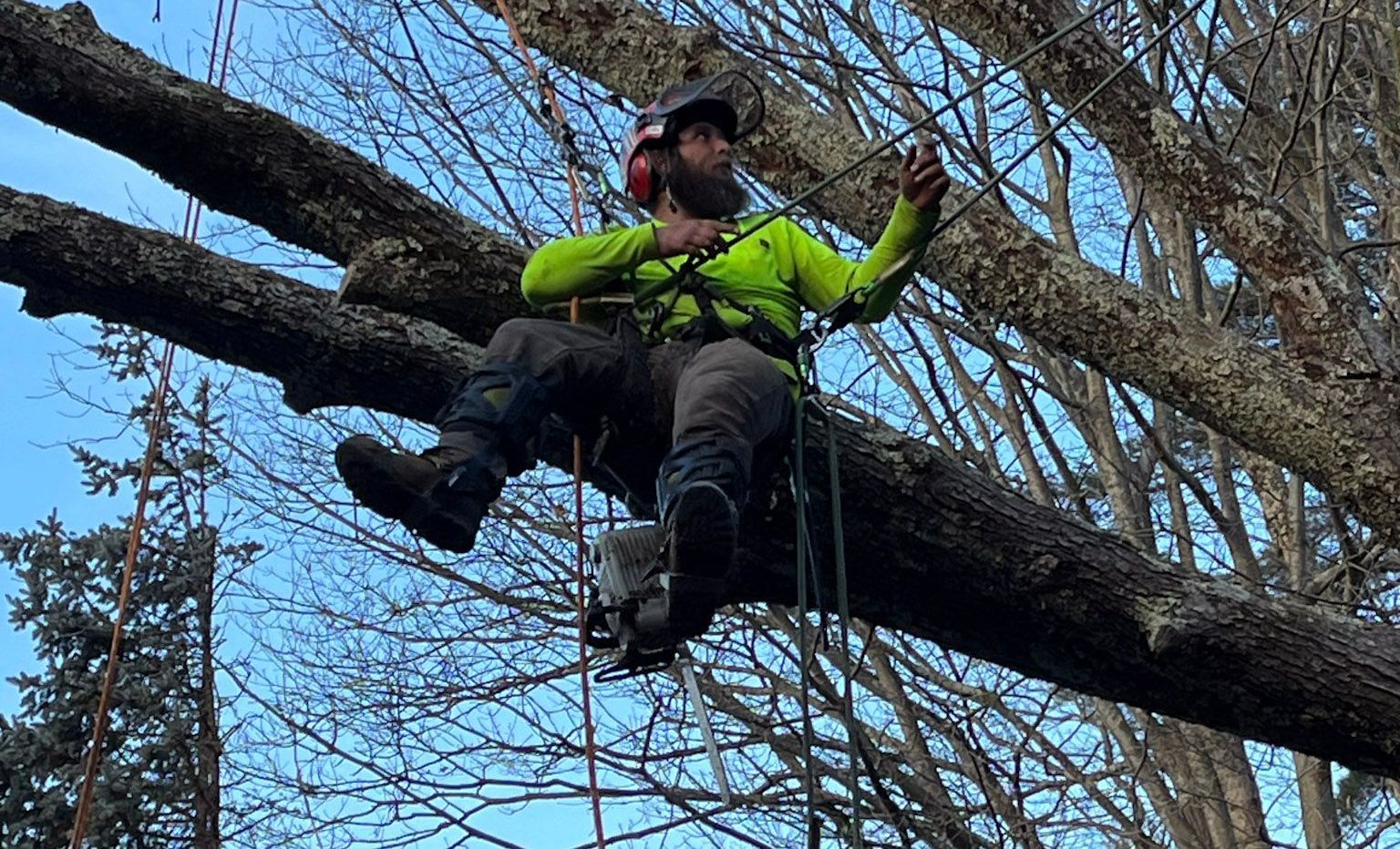 NEK Tree Workz trimming branches in a tree