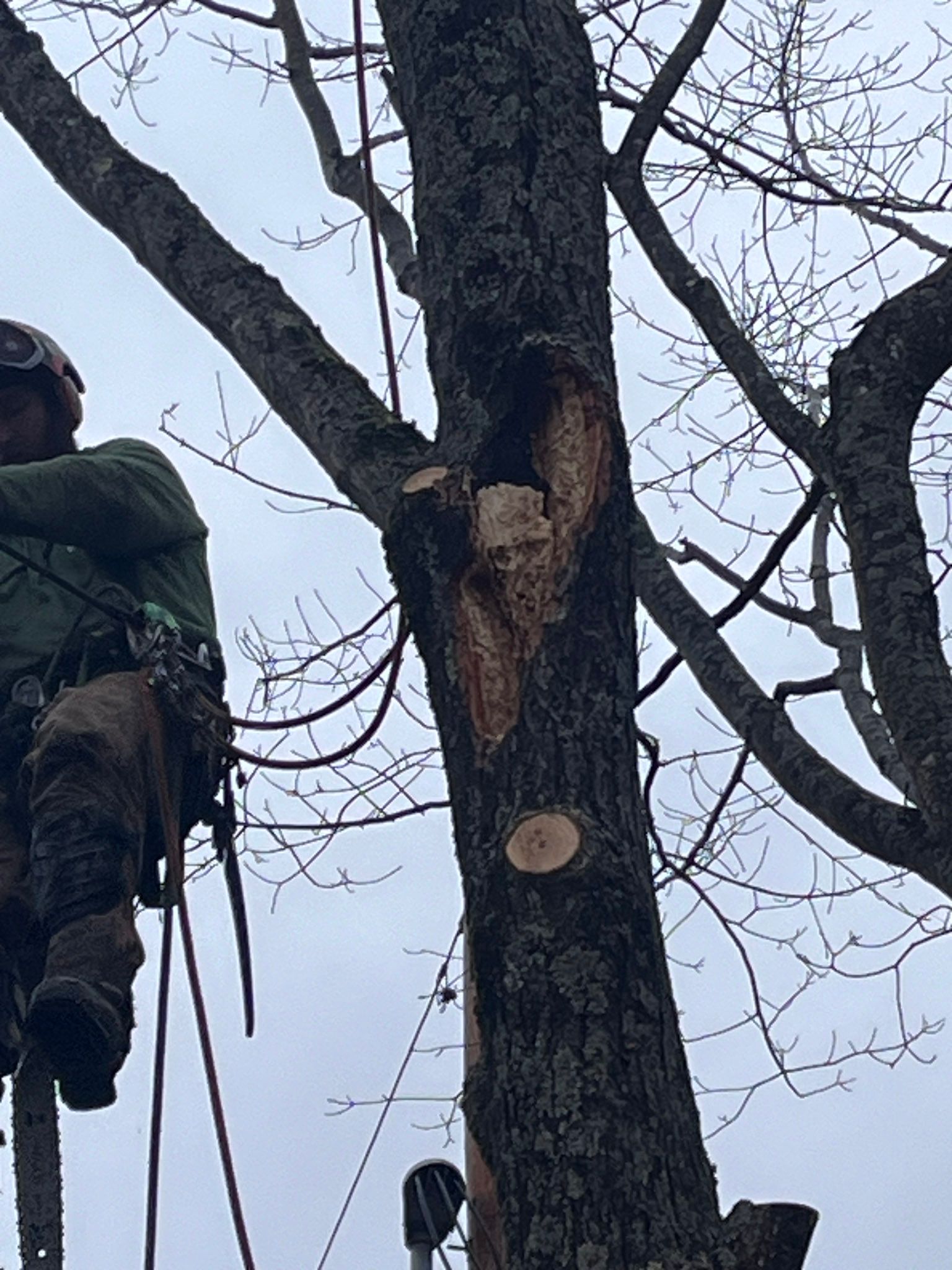 NEK Tree Workz during photo of tree trimming with Josh wearing his safety harness