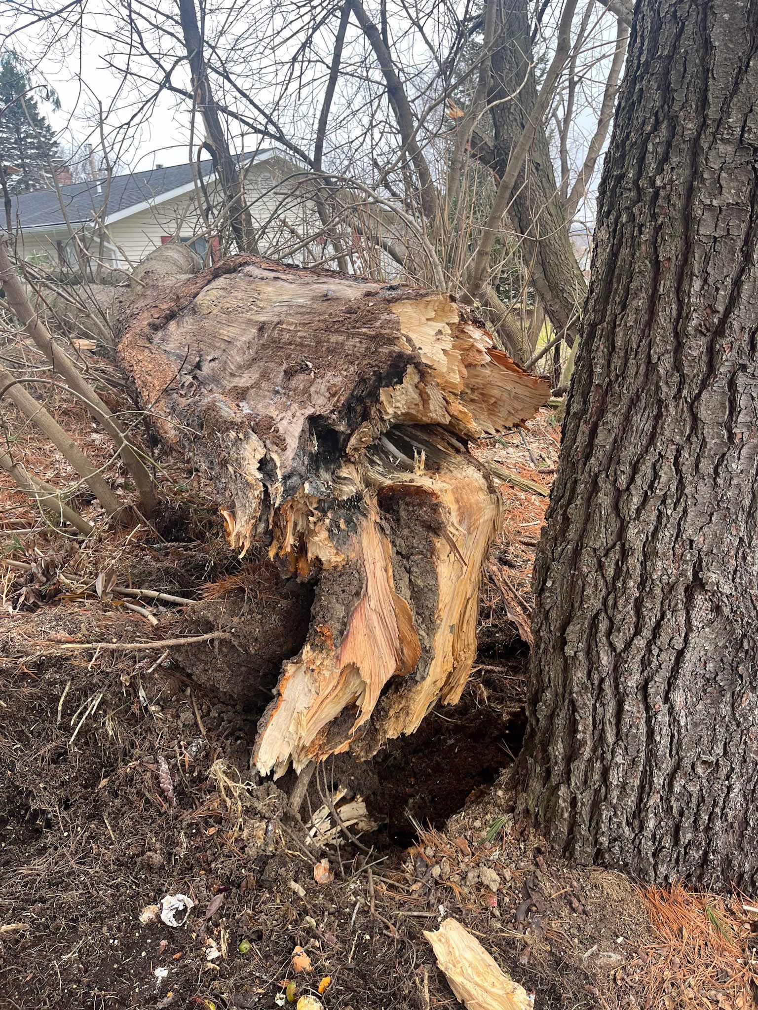 The center of a rotten tree removed by NEK Tree Workz