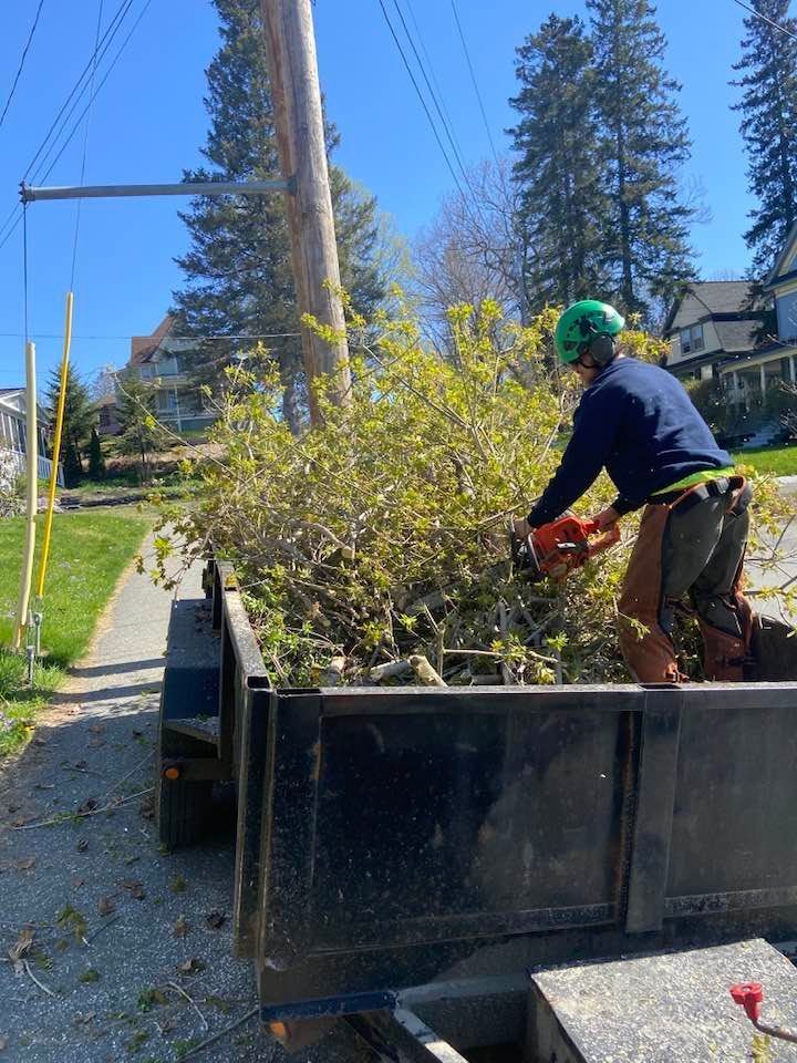 NEK Tree Workz trailer loaded with fallen tree branches